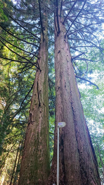 【山梨】秀麗富嶽十二景九番「高畑山」と「倉岳山」を巡る登山コース!!1.jpg