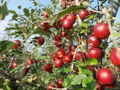 【ドンク・ドンクエディテ】日本一の生産量を誇る青森県産りんごを使った新商品も『青森りんごフェア』開催