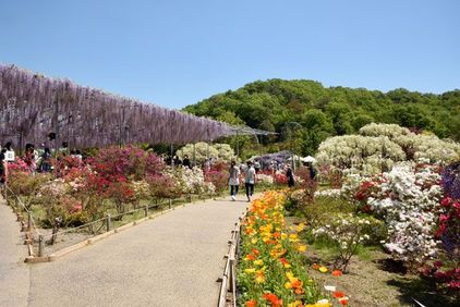 あしかがフラワーパークの魅力を徹底解説【『鬼滅の刃』の聖地⁉︎】