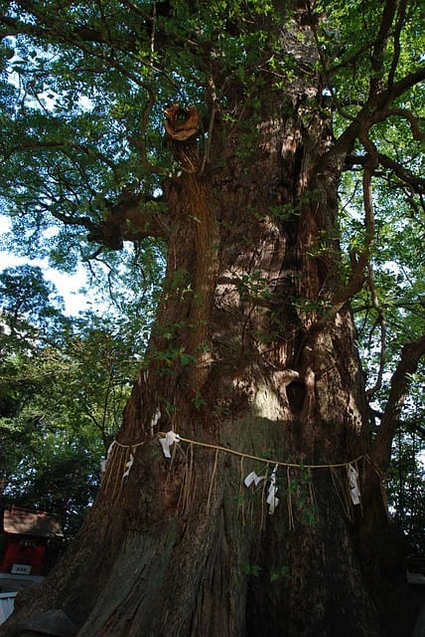 しめ縄・しめ飾りの意味と由来は？向きや飾り方も解説！