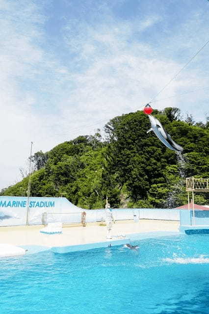 イルカが頭上をジャンプ！海の生きものとの距離が近い「下田海中水族館」の楽しみ方〔PR〕