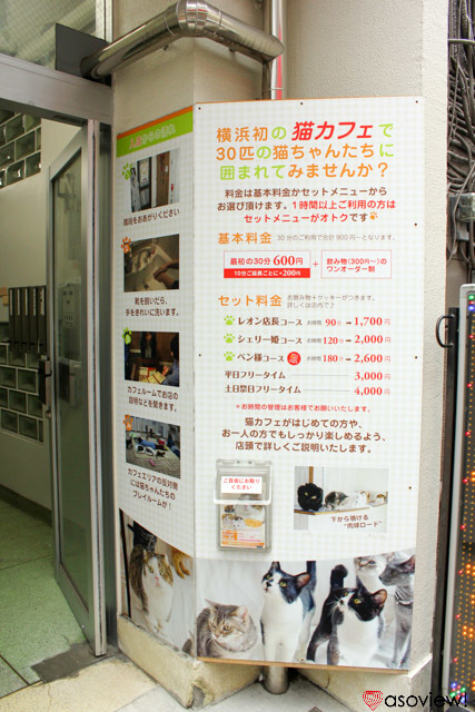 横浜 猫カフェおすすめ5選！猫好き必見の癒し空間に行こう