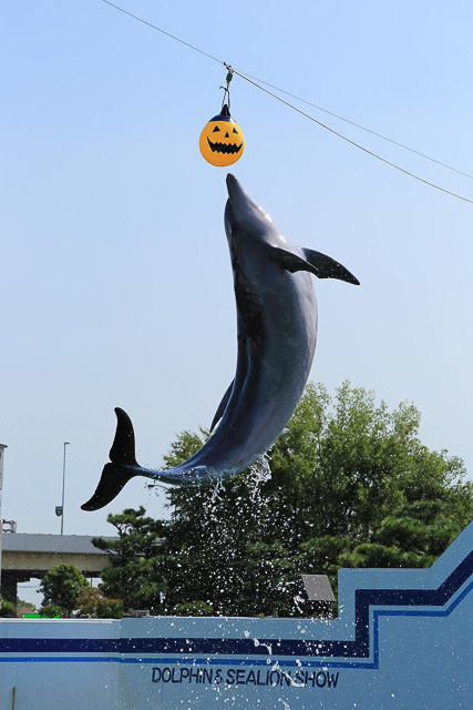 海の筋肉自慢たちが水族館に集結！“スポーツの秋”を盛り上げるマッスルハロウィンで生きものの知られざる生態を見に行こう【東京】