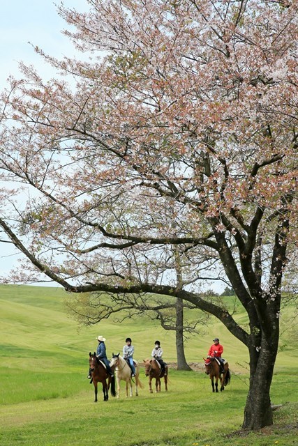 【乗馬体験】東京から90分の大自然！？白馬に乗って癒されよう！