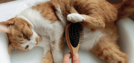 【トリマー監修】猫用ブラシのおすすめ商品10選！種類や選び方についても解説！