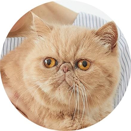 抱っこ嫌いな猫を上手に抱っこするコツと方法を動物看護学校講師が紹介！