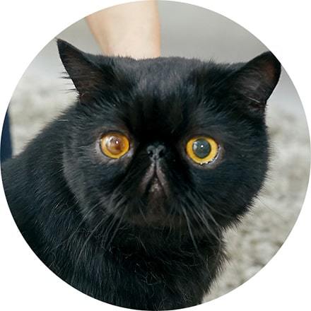 抱っこ嫌いな猫を上手に抱っこするコツと方法を動物看護学校講師が紹介！