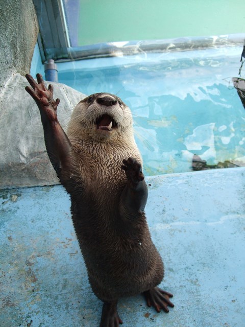 【オススメ3選】三重 水族館を満喫！ペンギンやマンボウのいる人気アクアリウムを紹介！