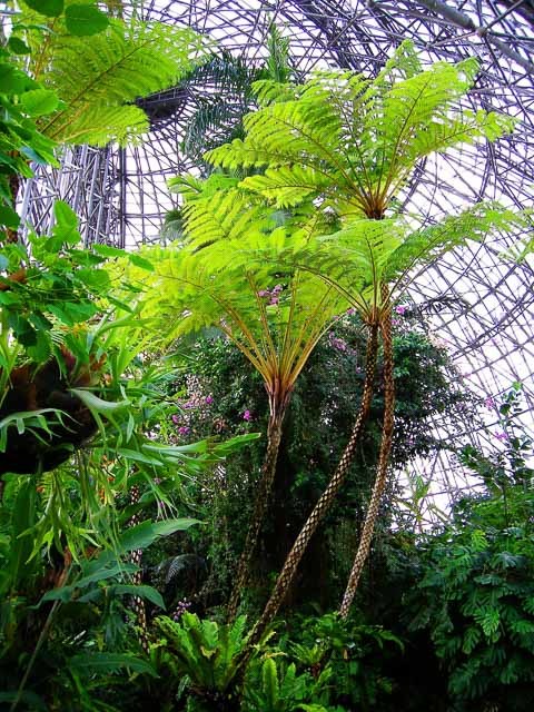 雨でも「そとへのお出かけ気分」を感じられるスポット！都内の温室植物園3選