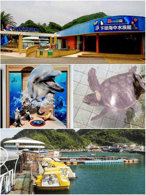 イルカが頭上をジャンプ！海の生きものとの距離が近い「下田海中水族館」の楽しみ方〔PR〕