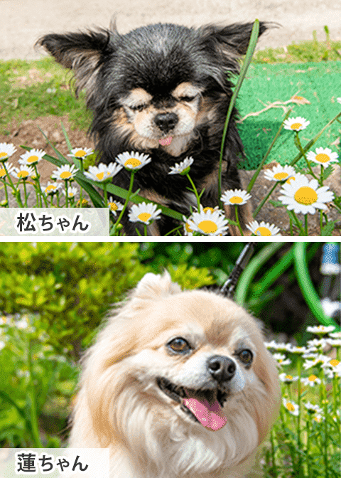 【連載コラム】シニア犬・シニア猫と暮らす　Vol.3