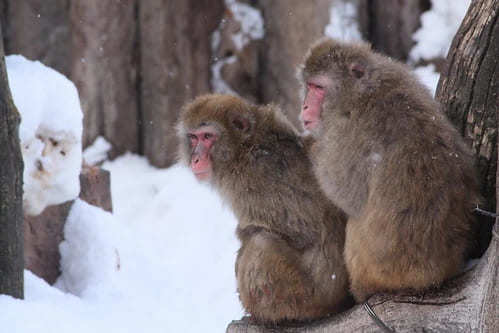 面接の「自分を動物に例えると」への13の回答例！何と答えればいい？