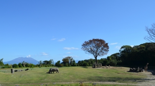 ここはサバンナ!?可愛いコアラにも会える、鹿児島の平川動物公園♪1.jpg