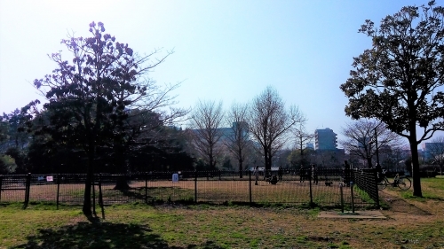 【東京・木場公園】河津桜でお花見♪2月から都心で桜を楽しもう1.jpg