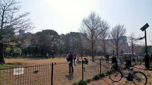 【東京・木場公園】河津桜でお花見♪2月から都心で桜を楽しもう1.jpg