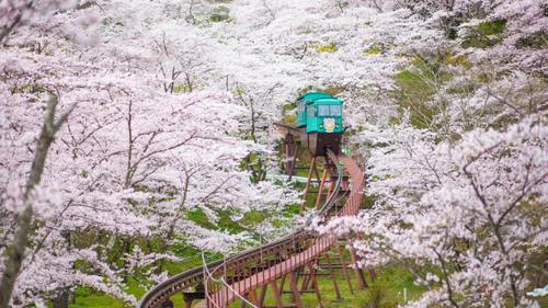 お花見におすすめの服装を紹介！絶対にしてはいけないNGコーデも