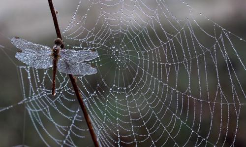 夜の蜘蛛は虫の知らせ？朝・夜の雲のジンクスと理由、正しい対処法も解説！