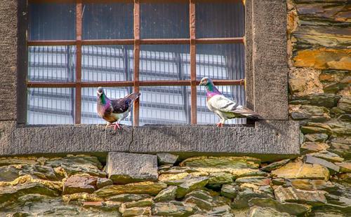 鳥のスピリチュアル的な意味とは？横切る・飛ぶ・ぶつかるなど状況別に紹介！