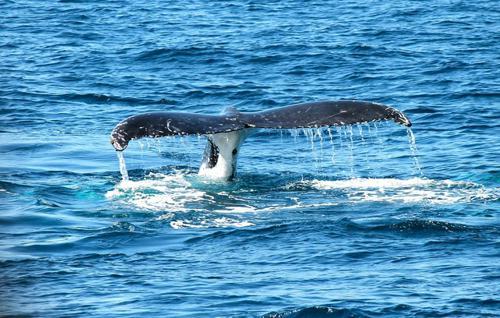 運気がアップする「動物」の待ち受け特集！開運効果があるおしゃれ生き物たちの画像に