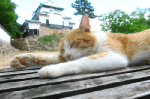 【旅行好き必見！】旅行マニアが行く、魅力満載な岡山2泊3日旅行記♥