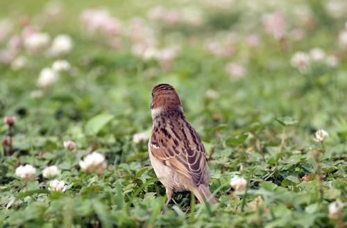 鳥のスピリチュアル的な意味とは？横切る・飛ぶ・ぶつかるなど状況別に紹介！