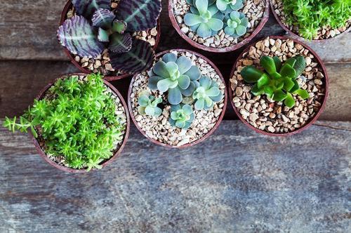 ムスカリの花言葉は？ムスカリの種類別の花言葉や由来をご紹介！