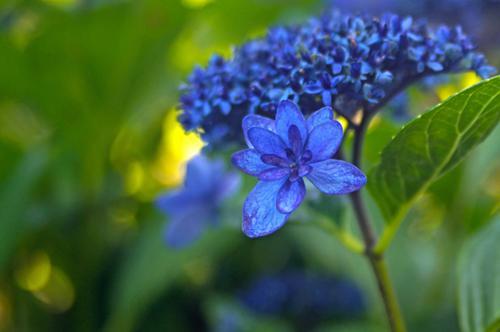 「紫陽花」のおまじないで運気アップ！縁起の良いお花で幸福を引き寄せよう