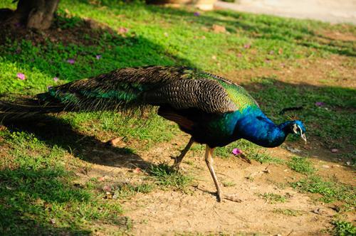 運気がアップする「動物」の待ち受け特集！開運効果があるおしゃれ生き物たちの画像に