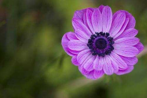 「さようなら・別れ」にまつわる花言葉17選！失恋や友との別れにピッタリの花は？