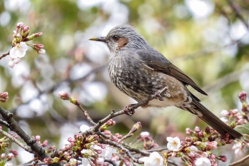 鳥のスピリチュアル的な意味とは？横切る・飛ぶ・ぶつかるなど状況別に紹介！