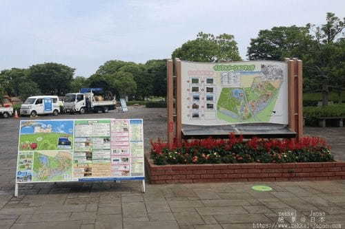 【茨城・ひたち海浜公園】辺り一面を緑に染める夏のコキアをご存知ですか？1.jpg