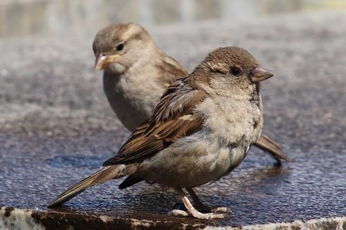 鳥のスピリチュアル的な意味とは？横切る・飛ぶ・ぶつかるなど状況別に紹介！