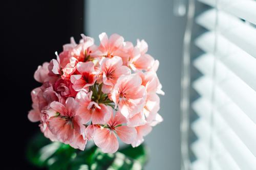 おしゃれで人気な宇都宮の花屋おすすめ22選！駅近やプレゼントに最適なお店も！