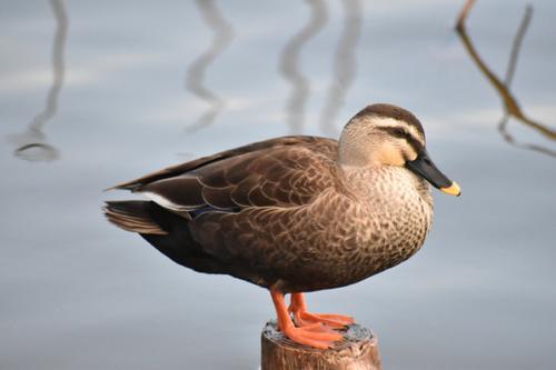 鳥のスピリチュアル的な意味とは？横切る・飛ぶ・ぶつかるなど状況別に紹介！