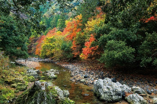 ケーブルカーに乗って登山気分！ライトアップされた夜の寺院で特別な紅葉狩りを楽しもう【京都】