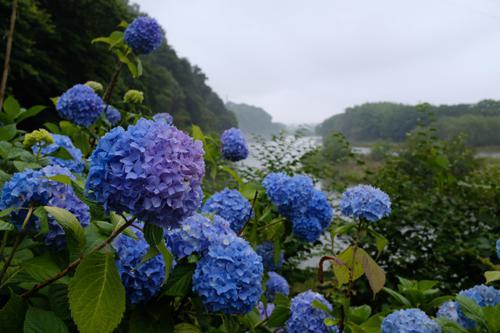 「紫陽花」のおまじないで運気アップ！縁起の良いお花で幸福を引き寄せよう