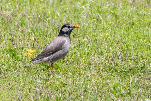 鳥のスピリチュアル的な意味とは？横切る・飛ぶ・ぶつかるなど状況別に紹介！