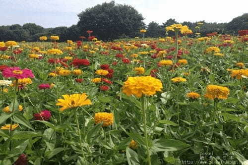 【茨城・ひたち海浜公園】辺り一面を緑に染める夏のコキアをご存知ですか？1.jpg