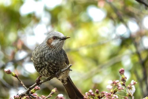 鳥のスピリチュアル的な意味とは？横切る・飛ぶ・ぶつかるなど状況別に紹介！