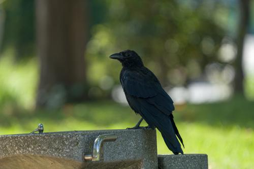 鳥のスピリチュアル的な意味とは？横切る・飛ぶ・ぶつかるなど状況別に紹介！