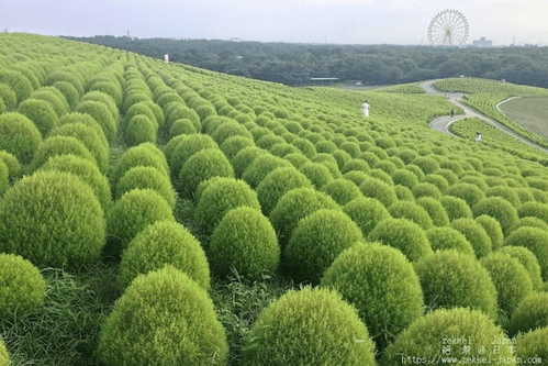 【茨城・ひたち海浜公園】辺り一面を緑に染める夏のコキアをご存知ですか？1.jpg