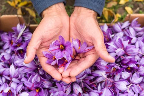 ムスカリの花言葉は？ムスカリの種類別の花言葉や由来をご紹介！