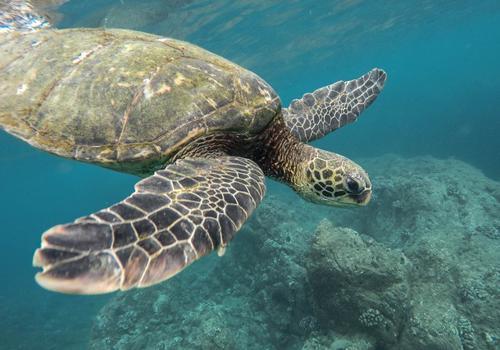 運気がアップする「動物」の待ち受け特集！開運効果があるおしゃれ生き物たちの画像に