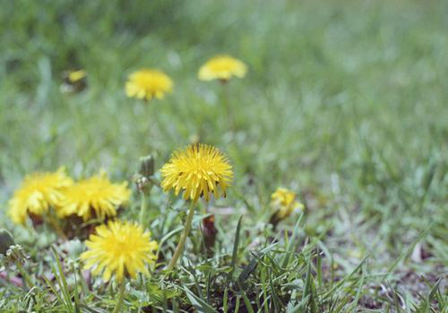 「さようなら・別れ」にまつわる花言葉17選！失恋や友との別れにピッタリの花は？