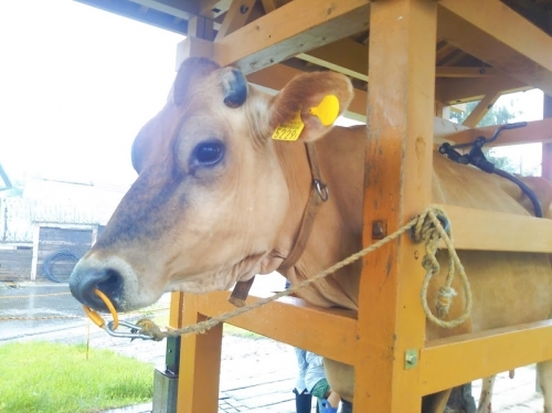 【岐阜・ひるがの高原】牧歌の里で動物たちとふれ合おう1.jpg