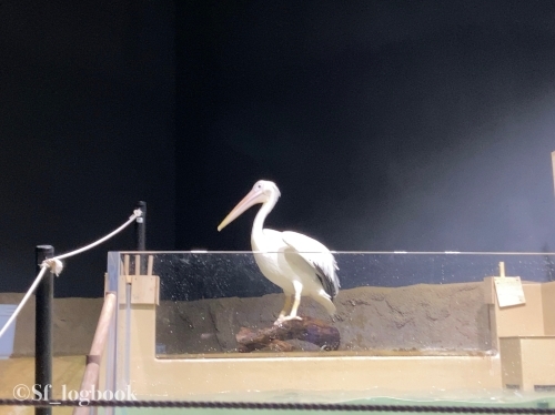 【沖縄】最先端の映像で演出する海の世界！DMMかりゆし水族館のみどころをご紹介！1.jpg