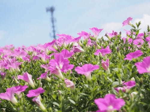 【岐阜】ひるがの高原スキー場の夏と秋は“桃色吐息”が咲くお花畑1.jpg