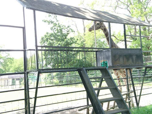 【北海道】おびひろ動物園の7つの見どころ！