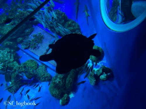 【沖縄】最先端の映像で演出する海の世界！DMMかりゆし水族館のみどころをご紹介！1.jpg