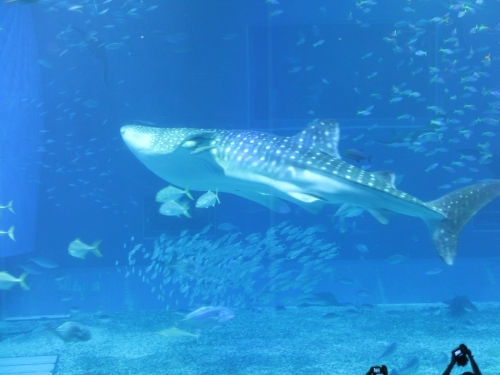 やはり日本一！？ 沖縄美ら海水族館の魅力に迫る